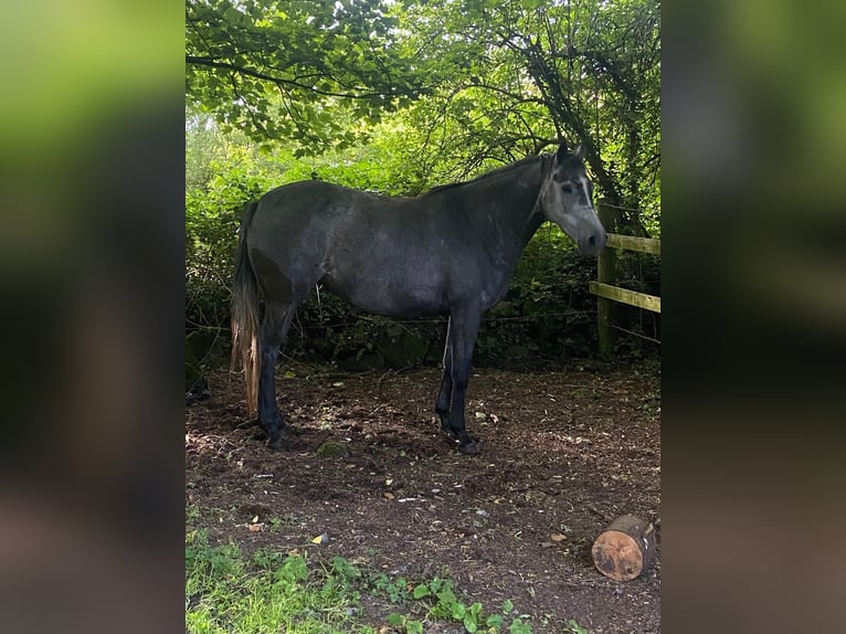 Caballo de deporte irlandés Yegua 4 años 155 cm Tordo in Ireland