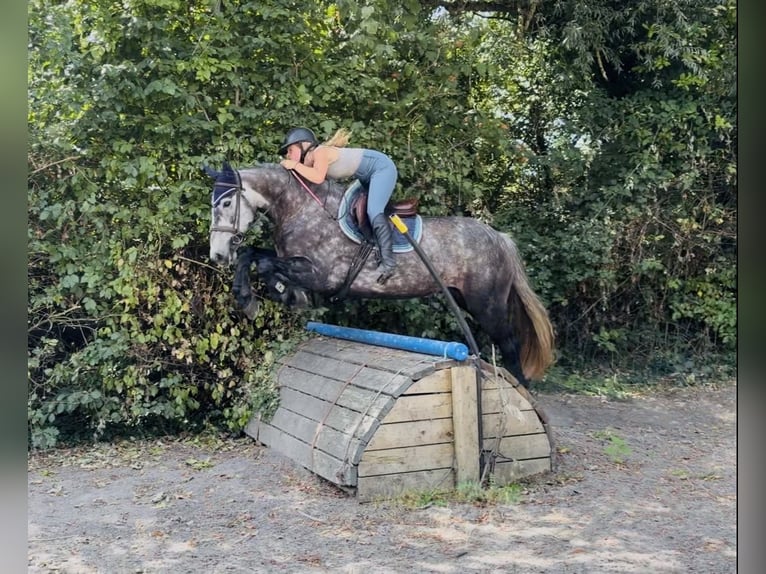 Caballo de deporte irlandés Yegua 4 años 155 cm Tordo rodado in Mountrath, Co. Laois