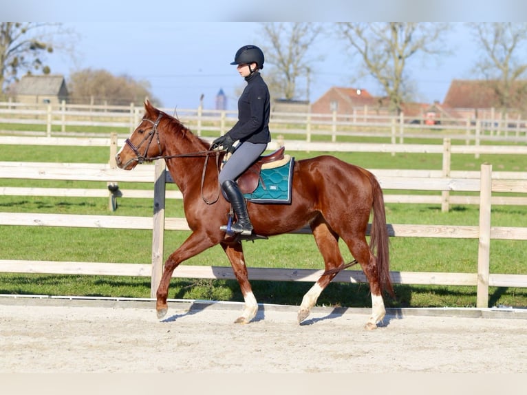 Caballo de deporte irlandés Yegua 4 años 156 cm Alazán rojizo in Bogaarden