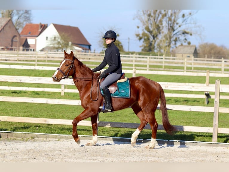 Caballo de deporte irlandés Yegua 4 años 156 cm Alazán rojizo in Bogaarden