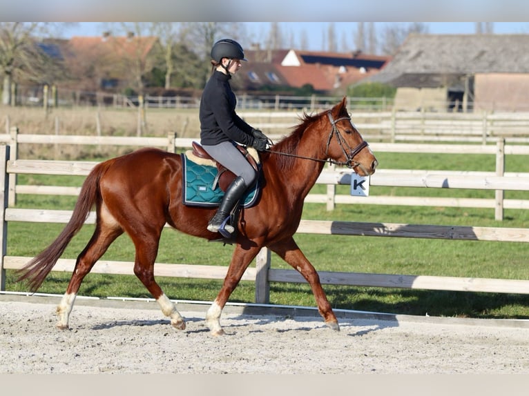 Caballo de deporte irlandés Yegua 4 años 156 cm Alazán rojizo in Bogaarden