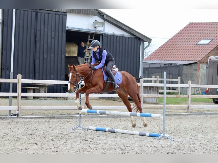 Caballo de deporte irlandés Yegua 4 años 156 cm Alazán rojizo in Bogaarden