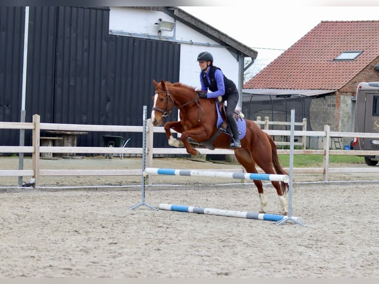 Caballo de deporte irlandés Yegua 4 años 156 cm Alazán rojizo in Bogaarden