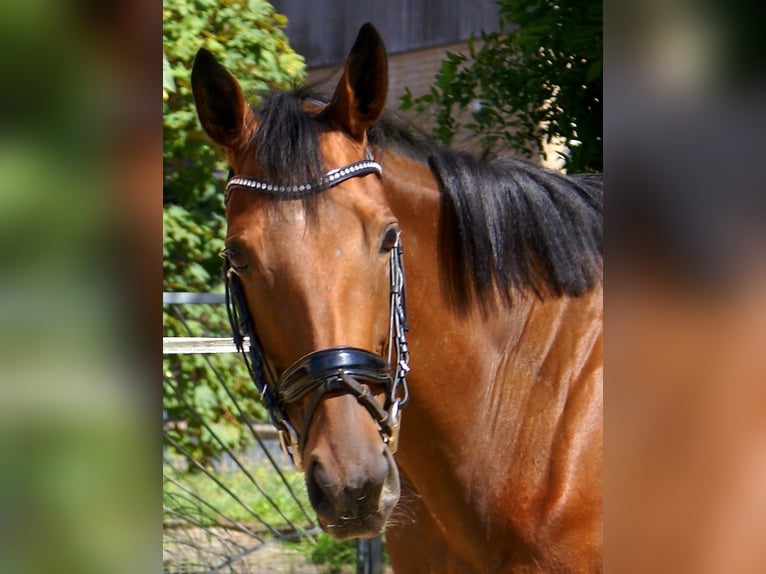 Caballo de deporte irlandés Yegua 4 años 156 cm Castaño in Velpke