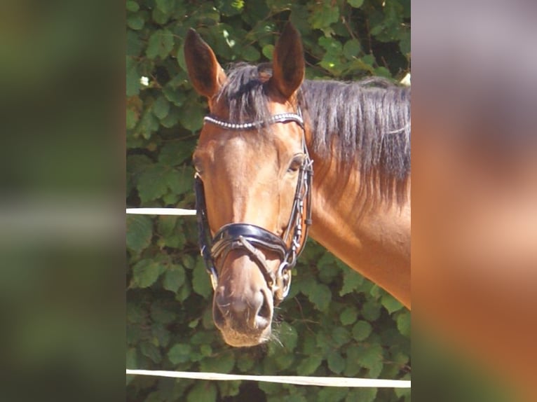 Caballo de deporte irlandés Yegua 4 años 156 cm Castaño in Velpke