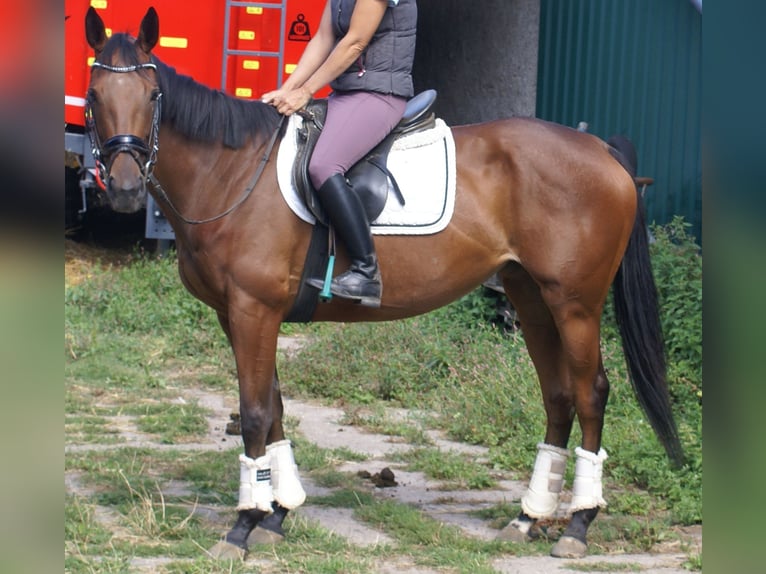 Caballo de deporte irlandés Yegua 4 años 156 cm Castaño in Velpke