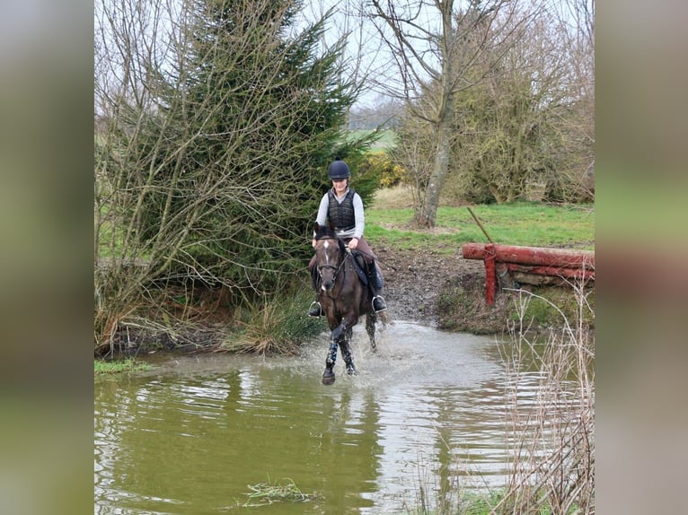 Caballo de deporte irlandés Yegua 4 años 157 cm Musgo marrón in Bogaarden