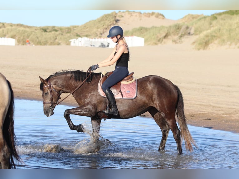 Caballo de deporte irlandés Yegua 4 años 157 cm Musgo marrón in Bogaarden