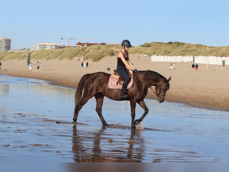 Caballo de deporte irlandés Yegua 4 años 157 cm Musgo marrón in Bogaarden