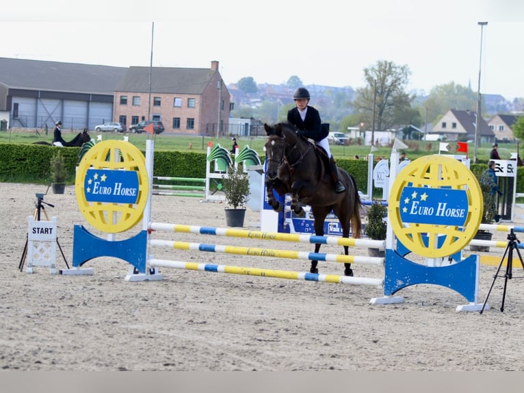 Caballo de deporte irlandés Yegua 4 años 157 cm Musgo marrón in Bogaarden
