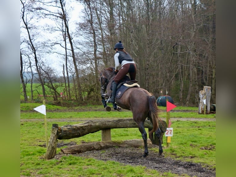 Caballo de deporte irlandés Yegua 4 años 157 cm Musgo marrón in Bogaarden
