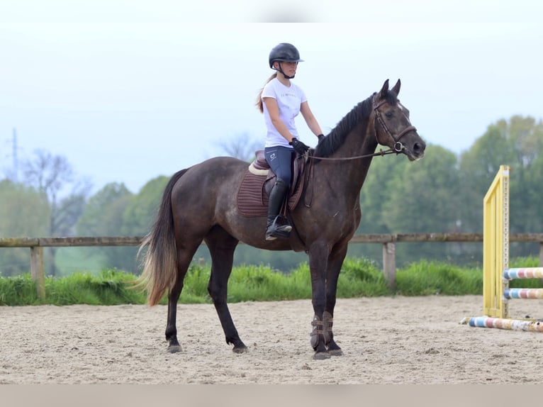 Caballo de deporte irlandés Yegua 4 años 157 cm Musgo marrón in Bogaarden