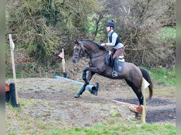 Caballo de deporte irlandés Yegua 4 años 157 cm Musgo marrón in Bogaarden