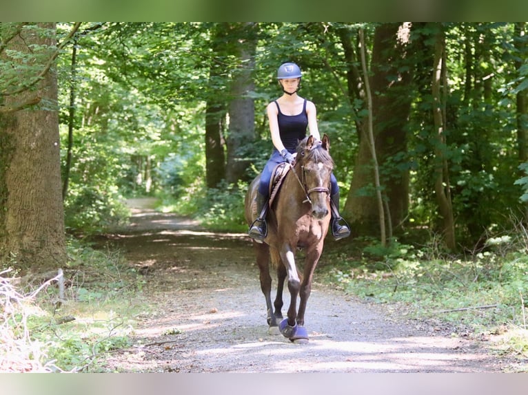 Caballo de deporte irlandés Yegua 4 años 157 cm Musgo marrón in Bogaarden