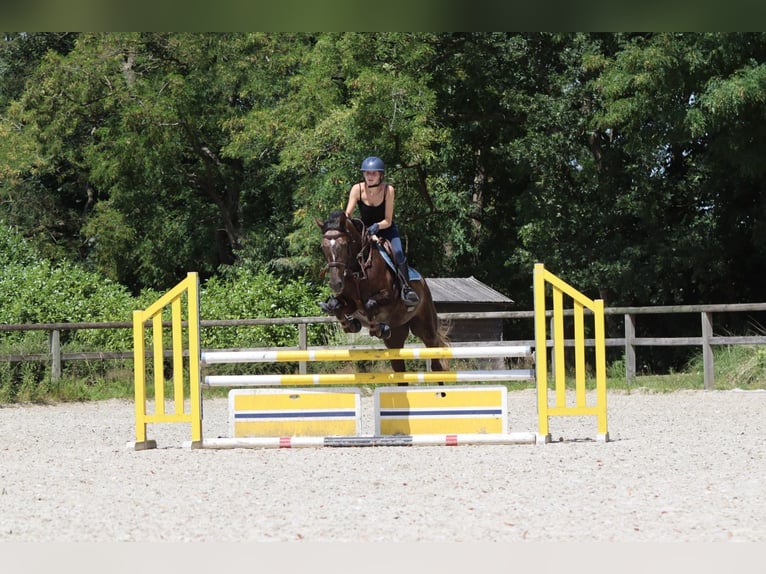 Caballo de deporte irlandés Yegua 4 años 157 cm Musgo marrón in Bogaarden