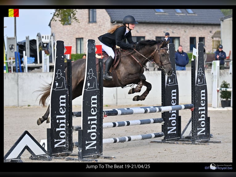 Caballo de deporte irlandés Yegua 4 años 157 cm Musgo marrón in Bogaarden