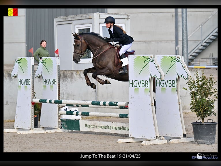 Caballo de deporte irlandés Yegua 4 años 157 cm Musgo marrón in Bogaarden