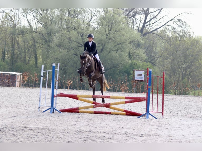 Caballo de deporte irlandés Yegua 4 años 157 cm Musgo marrón in Bogaarden