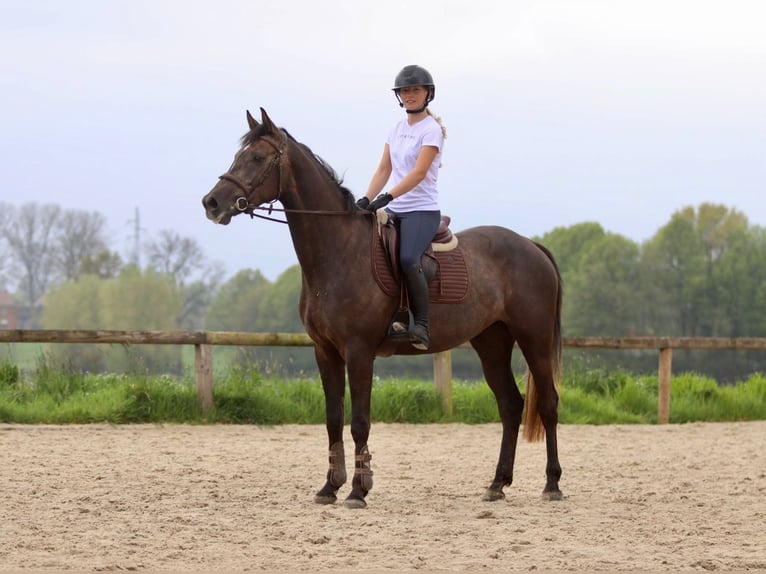 Caballo de deporte irlandés Yegua 4 años 157 cm Musgo marrón in Bogaarden