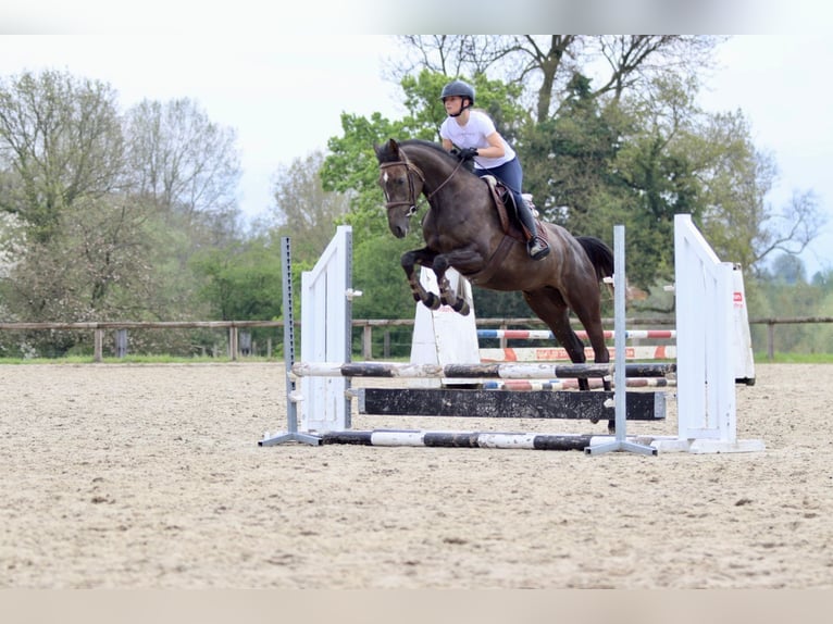 Caballo de deporte irlandés Yegua 4 años 157 cm Musgo marrón in Bogaarden
