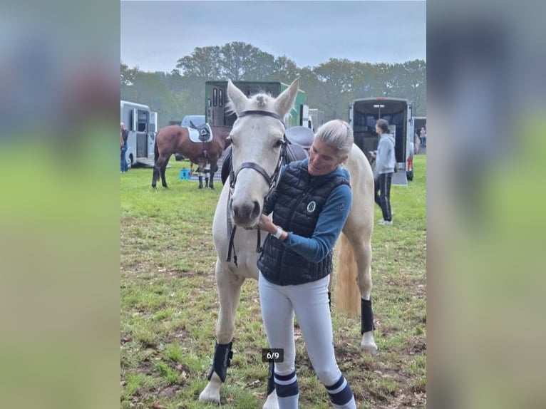 Caballo de deporte irlandés Yegua 4 años 157 cm Palomino in Ninove