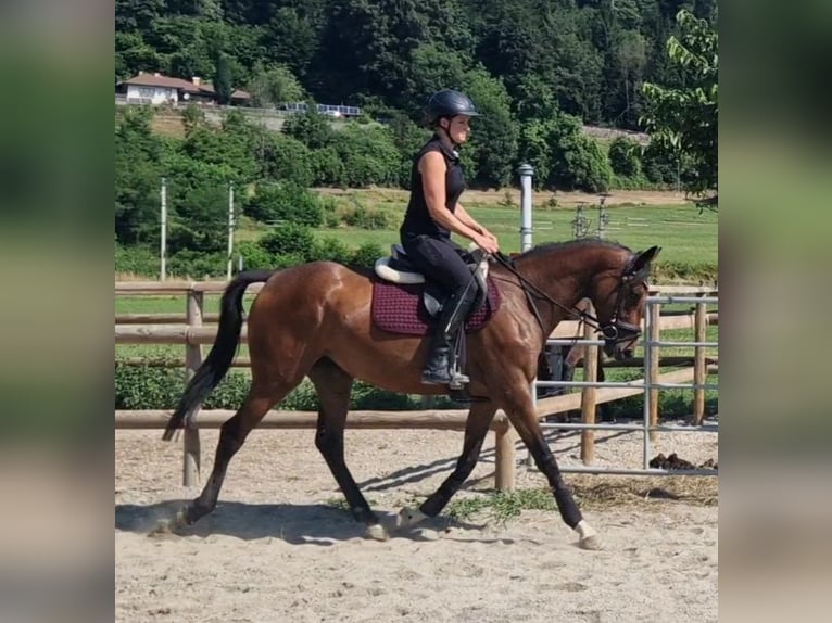 Caballo de deporte irlandés Yegua 4 años 158 cm Castaño in Gummern