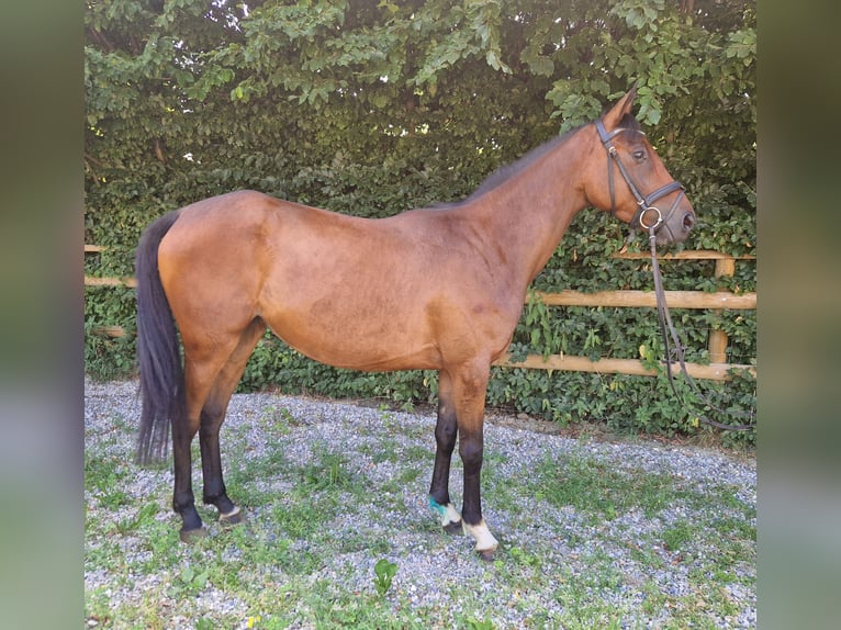 Caballo de deporte irlandés Yegua 4 años 158 cm Castaño in Gummern