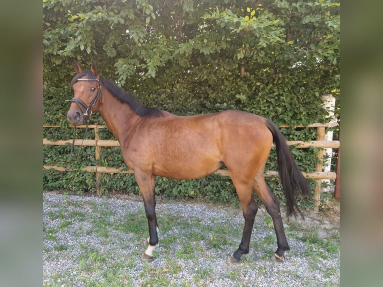 Caballo de deporte irlandés Yegua 4 años 158 cm Castaño in Gummern
