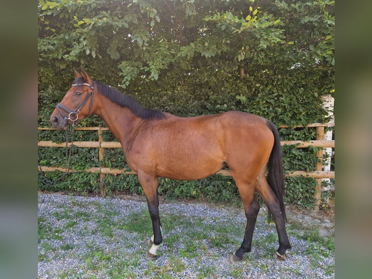 Caballo de deporte irlandés Yegua 4 años 158 cm Castaño in Gummern