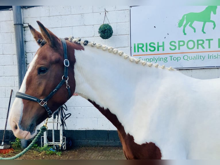 Caballo de deporte irlandés Yegua 4 años 158 cm Pío in Mountrath