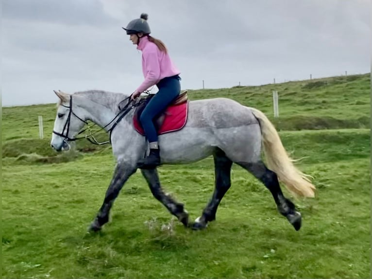 Caballo de deporte irlandés Yegua 4 años 159 cm Tordo rodado in Wachtendonk
