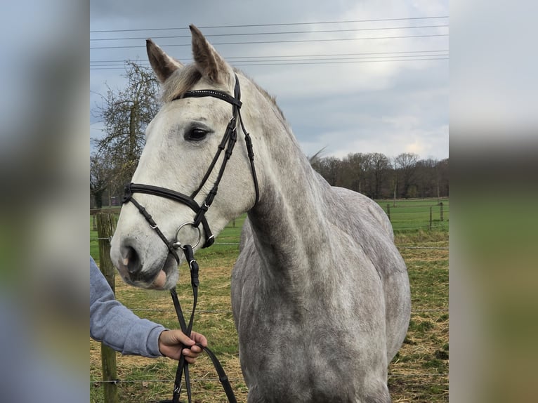 Caballo de deporte irlandés Yegua 4 años 159 cm Tordo rodado in Wachtendonk