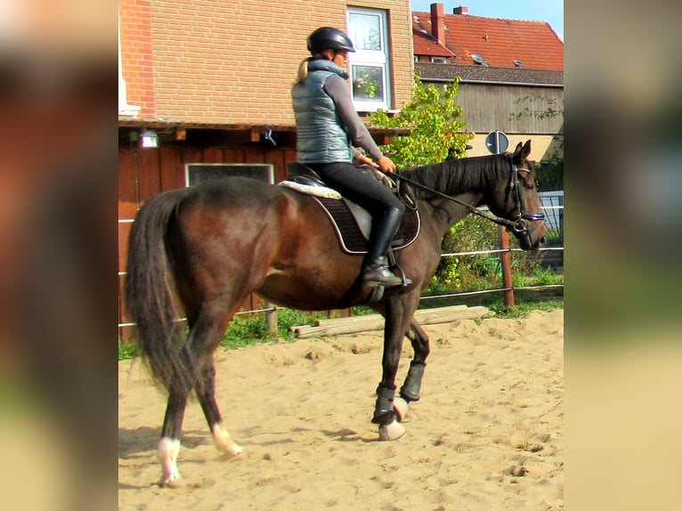 Caballo de deporte irlandés Yegua 4 años 160 cm Castaño in Velpke