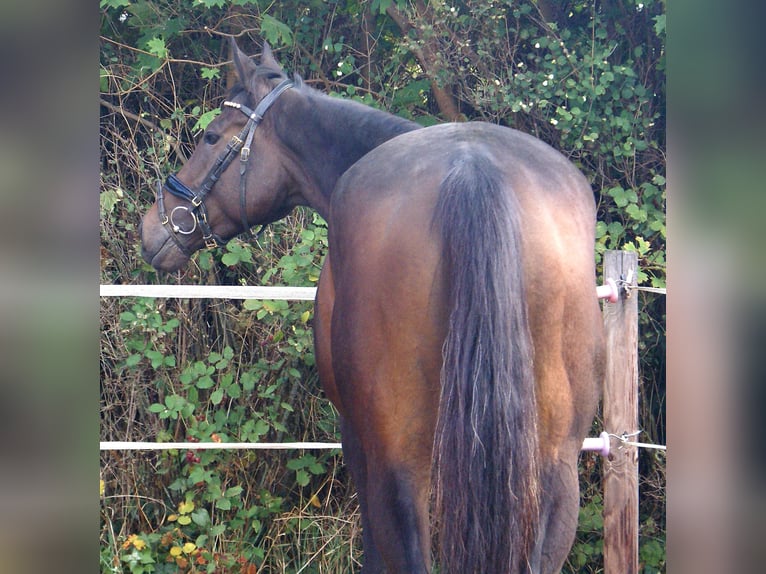Caballo de deporte irlandés Yegua 4 años 160 cm Castaño in Velpke