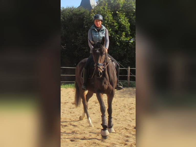 Caballo de deporte irlandés Yegua 4 años 160 cm Castaño in Velpke