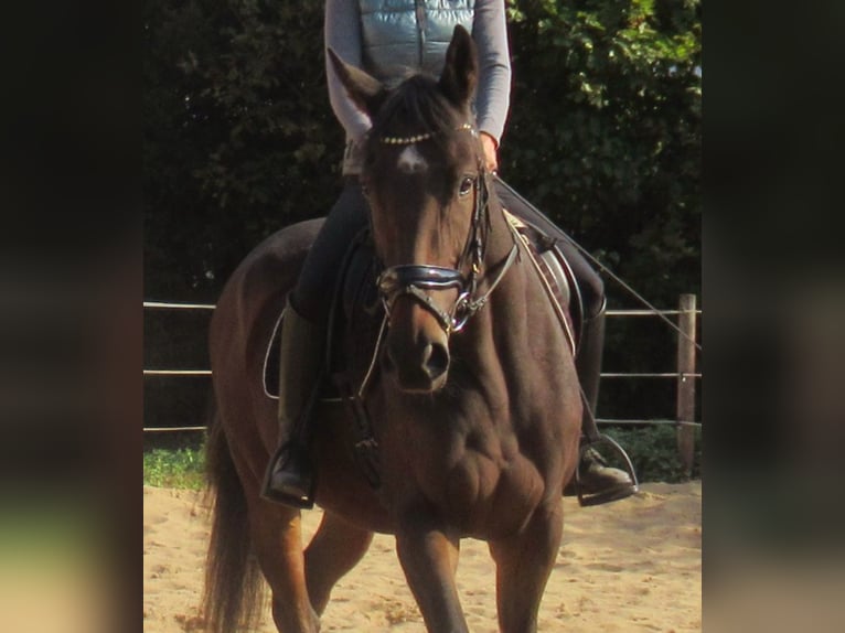 Caballo de deporte irlandés Yegua 4 años 160 cm Castaño in Velpke