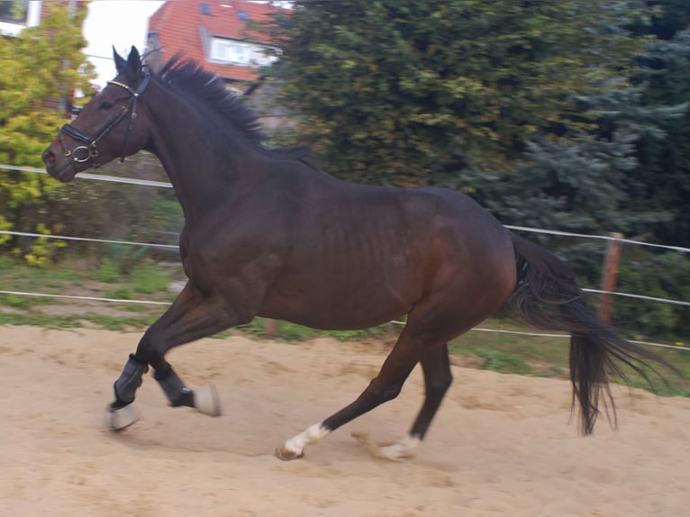 Caballo de deporte irlandés Yegua 4 años 160 cm Castaño in Velpke