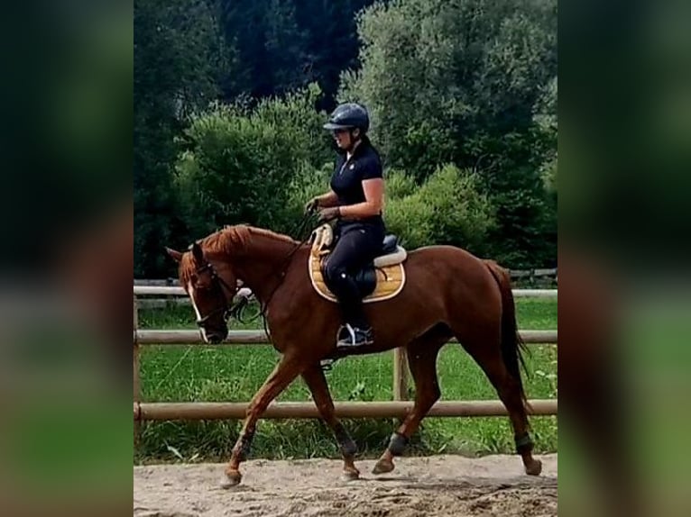 Caballo de deporte irlandés Yegua 4 años 162 cm Alazán in Gummern