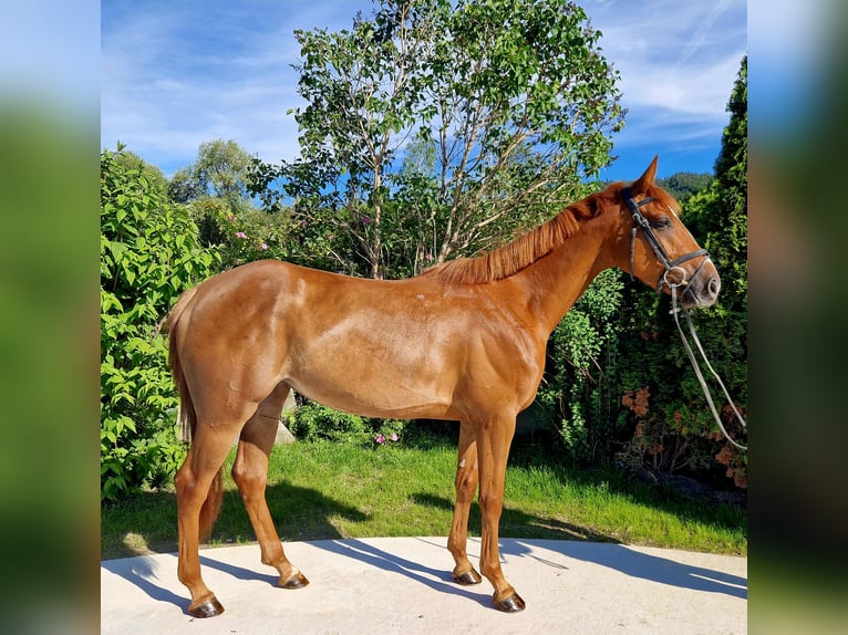 Caballo de deporte irlandés Yegua 4 años 162 cm Alazán in Gummern