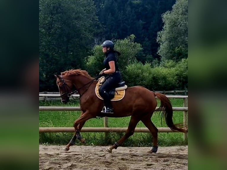 Caballo de deporte irlandés Yegua 4 años 162 cm Alazán in Gummern