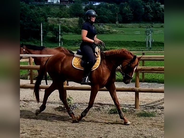 Caballo de deporte irlandés Yegua 4 años 162 cm Alazán in Gummern