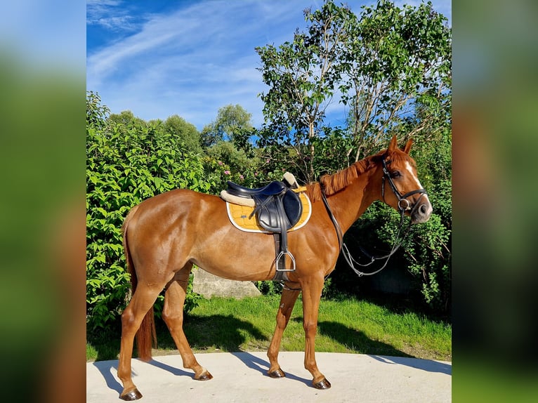 Caballo de deporte irlandés Yegua 4 años 162 cm Alazán in Gummern