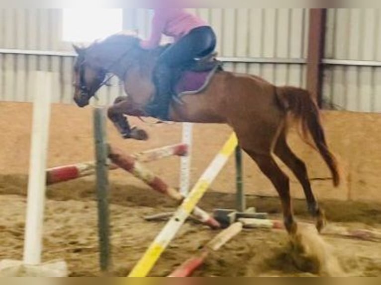 Caballo de deporte irlandés Yegua 4 años 162 cm Alazán in Gummern