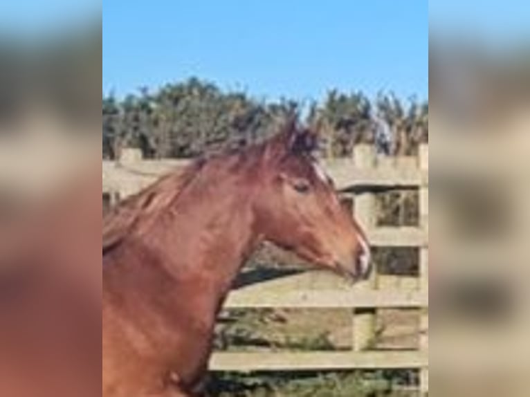 Caballo de deporte irlandés Yegua 4 años 162 cm Alazán-tostado in Enniscorthy