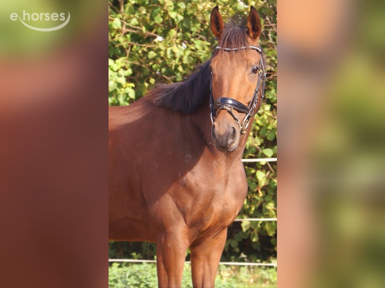 Caballo de deporte irlandés Yegua 4 años 162 cm Castaño in Velpke