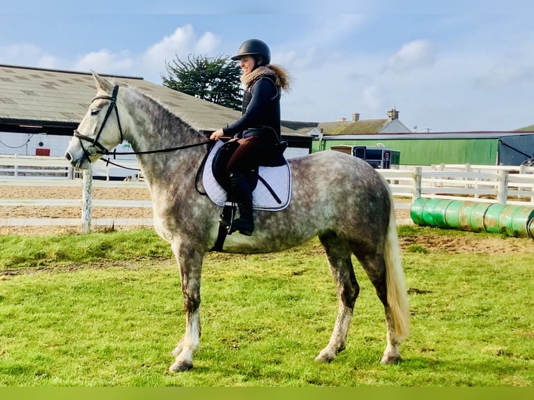 Caballo de deporte irlandés Yegua 4 años 162 cm Tordo in Mountrath