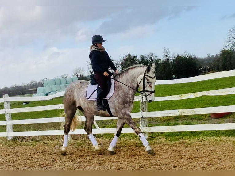 Caballo de deporte irlandés Yegua 4 años 162 cm Tordo in Mountrath