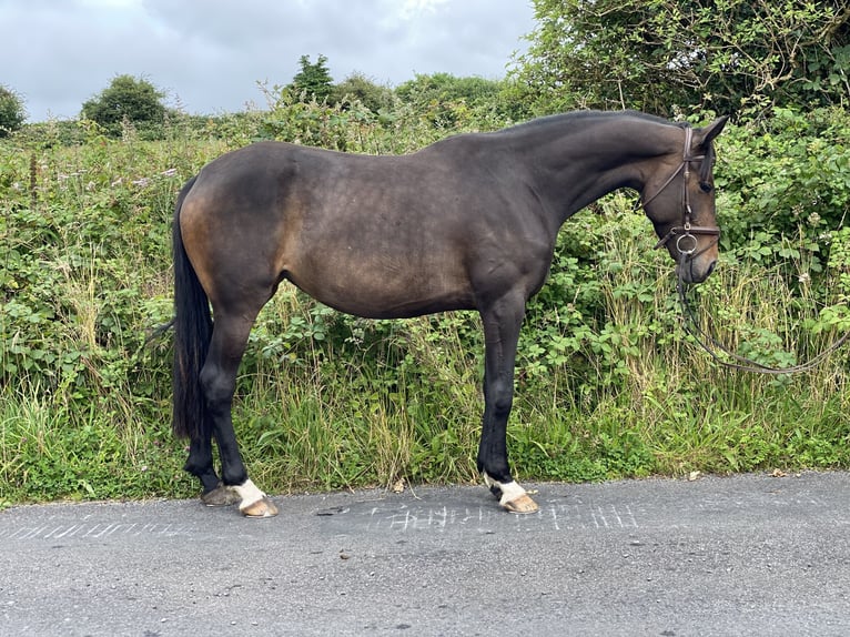 Caballo de deporte irlandés Yegua 4 años 163 cm Castaño oscuro in Mayo