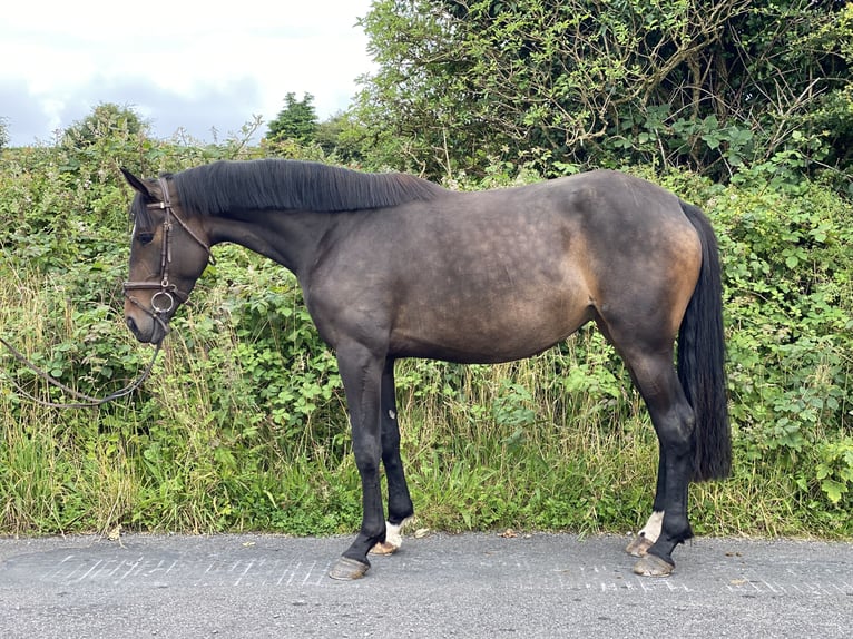 Caballo de deporte irlandés Yegua 4 años 163 cm Castaño oscuro in Mayo