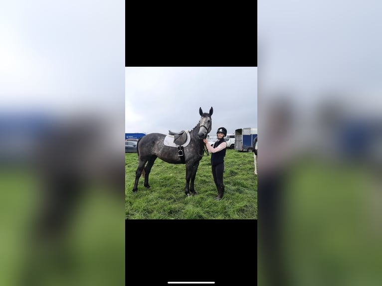 Caballo de deporte irlandés Yegua 4 años 163 cm Tordo rodado in Lismore